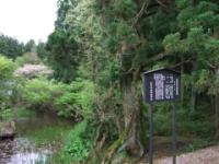 峰全院の山藤