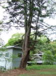 社田の五葉松