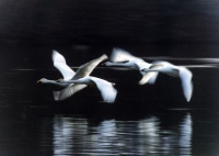 白鳥の飛来地　大池