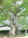 槻（月夜見の桜） 
