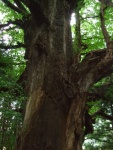 天神乳銀杏・天神モミ