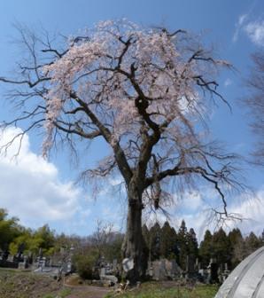 石原しだれ桜