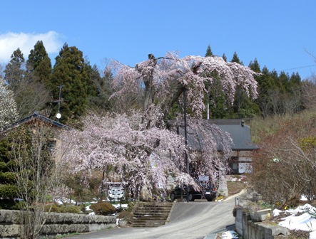 満徳寺のしだれ桜