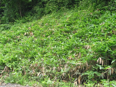 カナヤマザサ叢生地