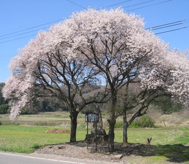 庄司戻し桜