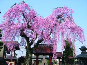乙姫桜11