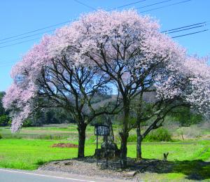 庄司戻しの桜