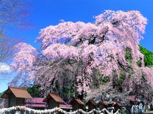 楽翁桜