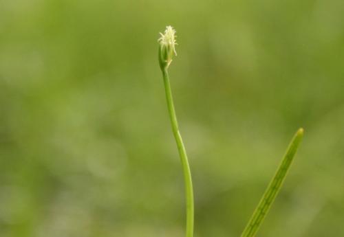 ビャッコイ花（拡大）