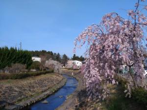 谷津田川沿いのしだれ桜