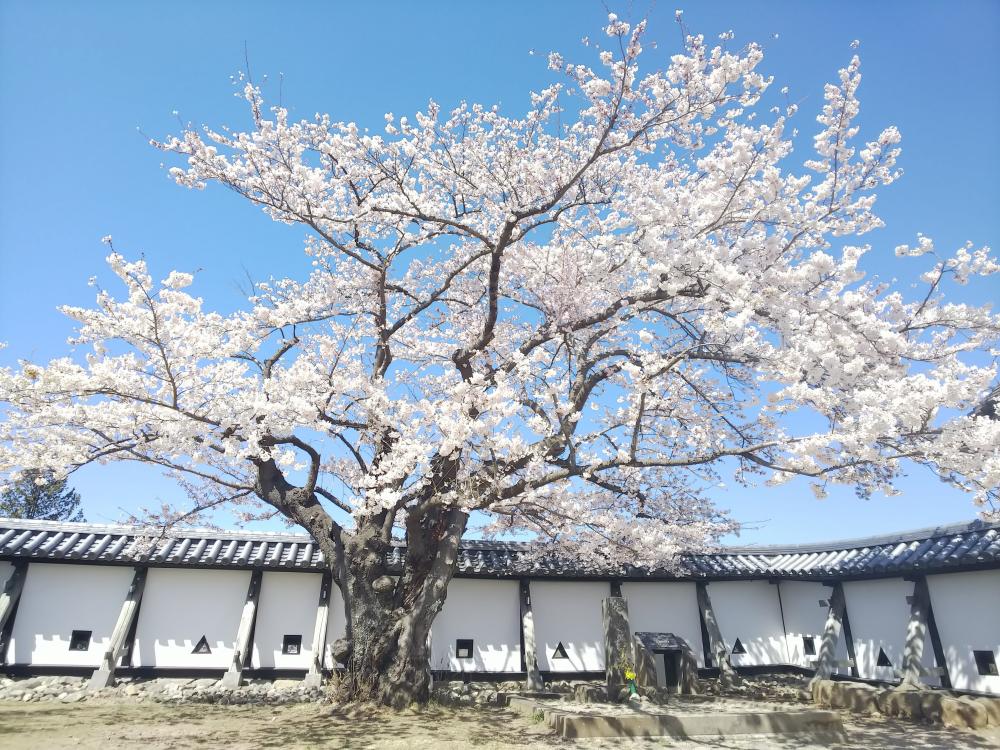 おとめ桜