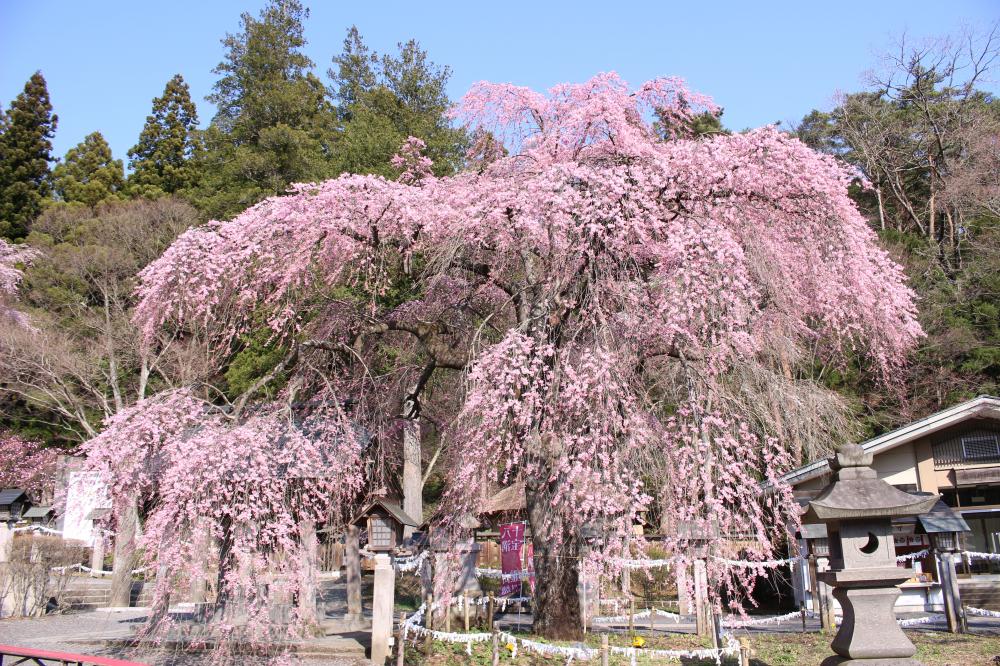 楽翁桜