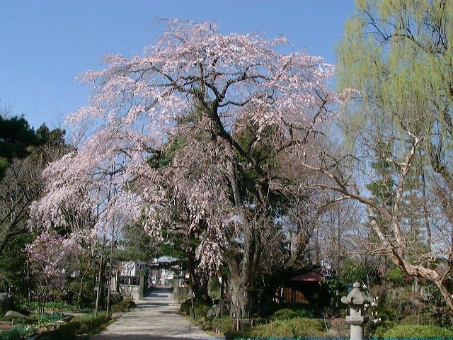 関川寺の結城桜