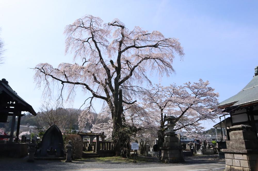妙徳寺の源清桜