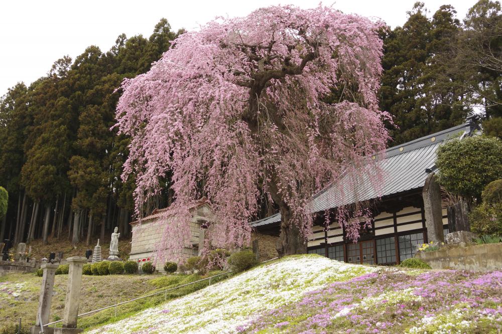 松雲寺のしだれ桜