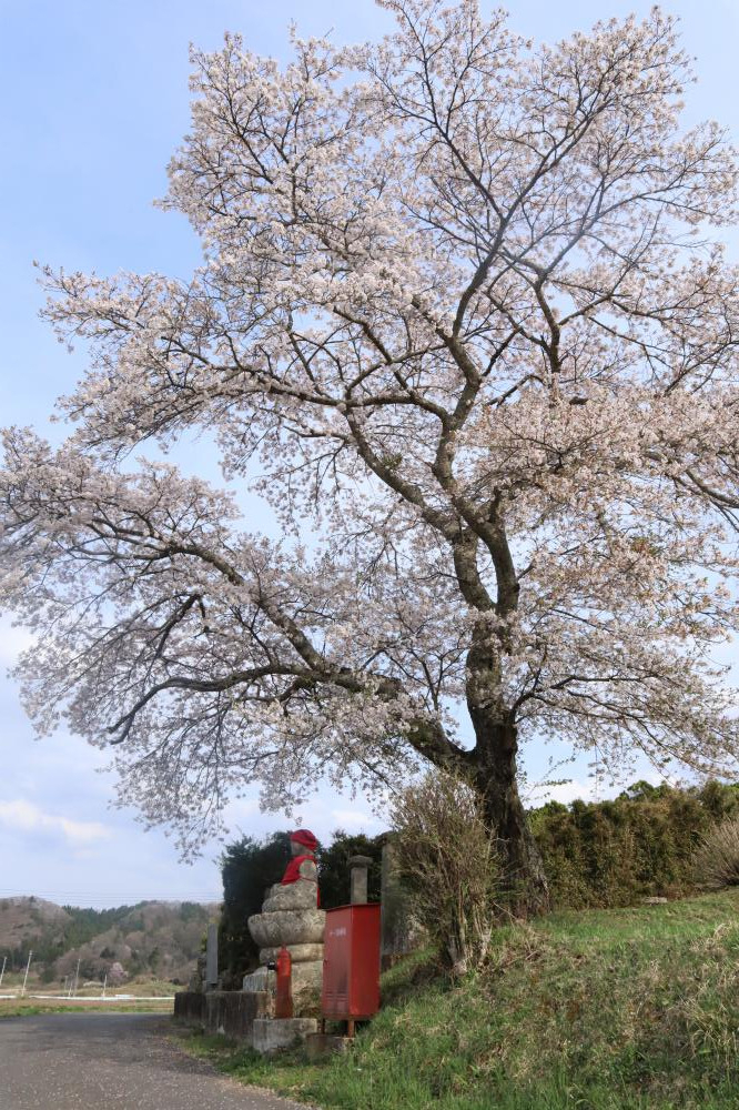 極楽寺のしだれ桜