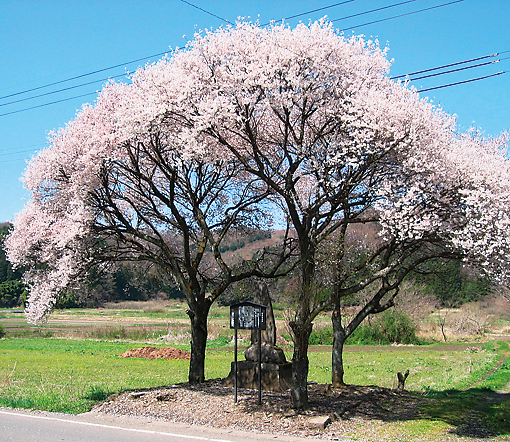 庄司戻しの桜