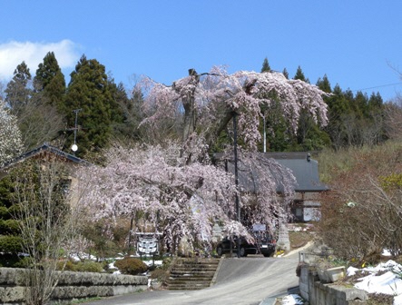 満徳寺のしだれ桜