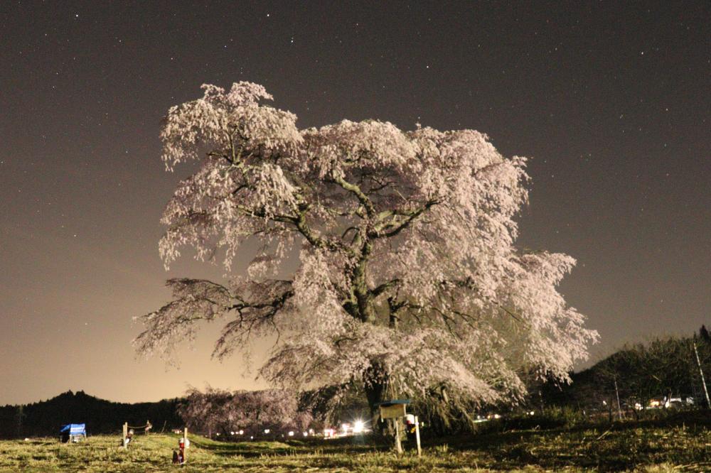 高萩の桜ライトアップ