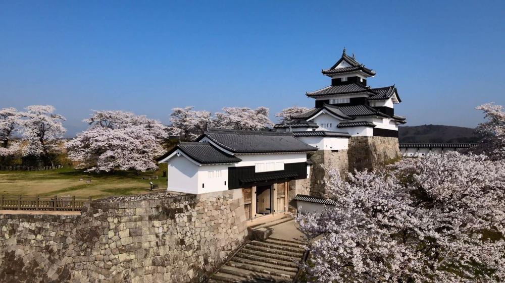 小峰城三重櫓と桜