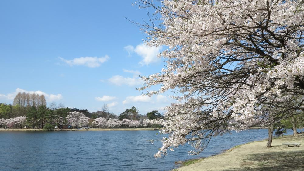 南湖公園の桜