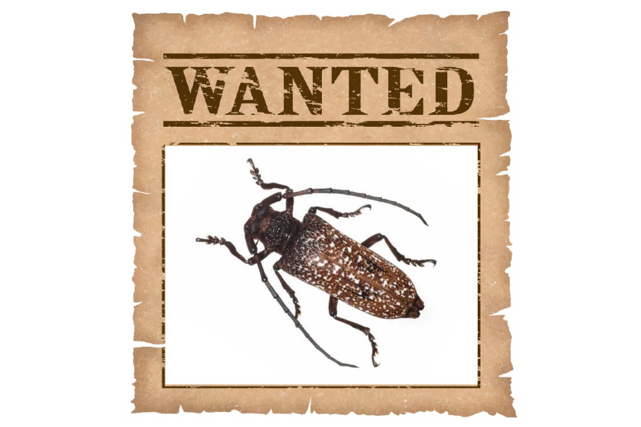 サビイロwanted