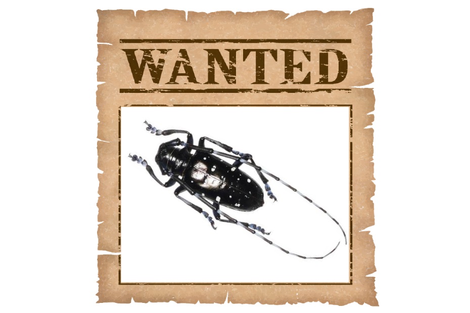 ツヤハダwanted