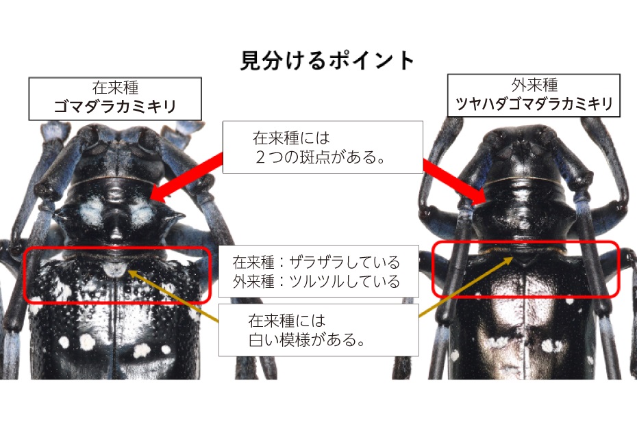 見分け方