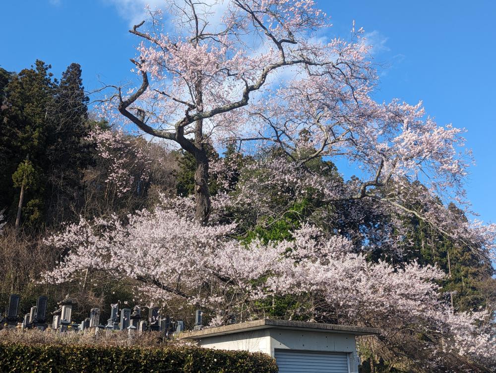 町屋の江戸彼岸桜