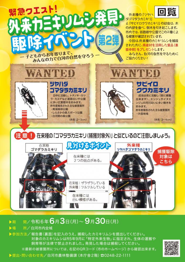 カミキリチラシ表面