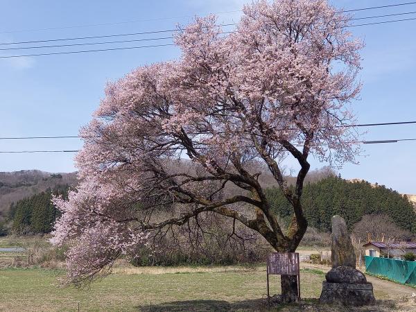 庄司戻しの桜
