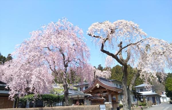 聯芳寺のしだれ桜（最新）