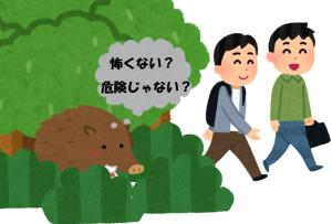 観察するイノシシ