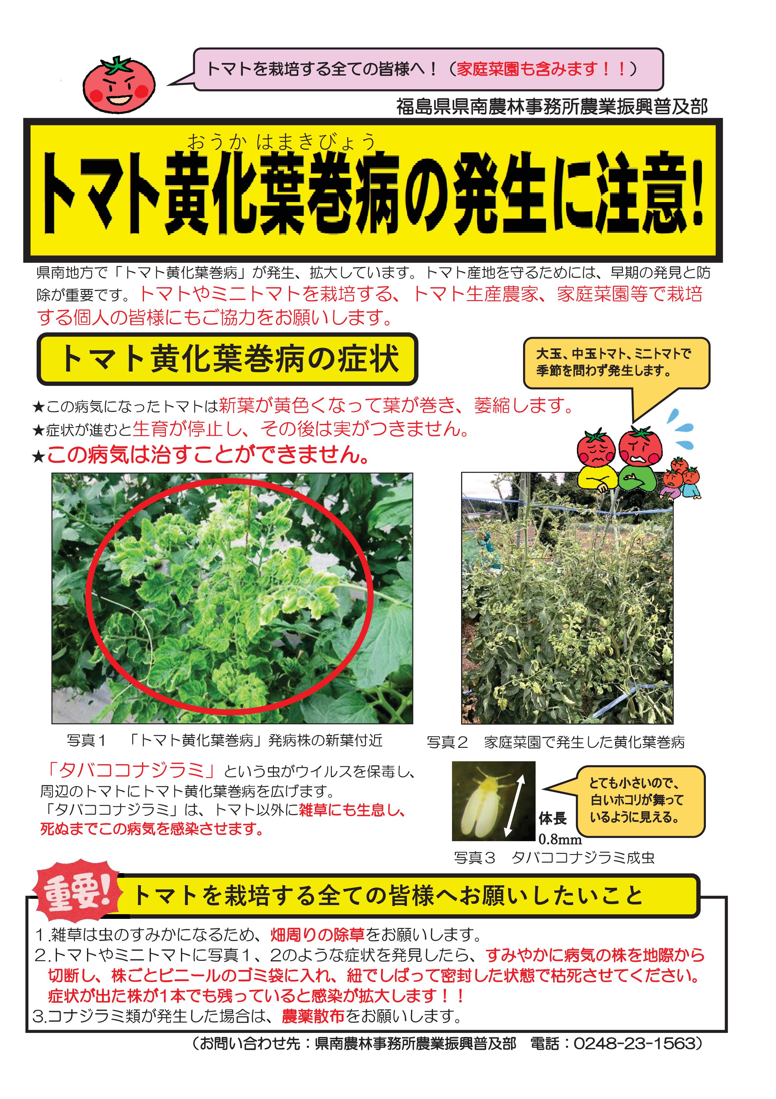トマト黄化