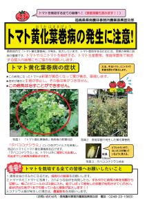 【農政課】トマト黄化葉巻病の発生に注意