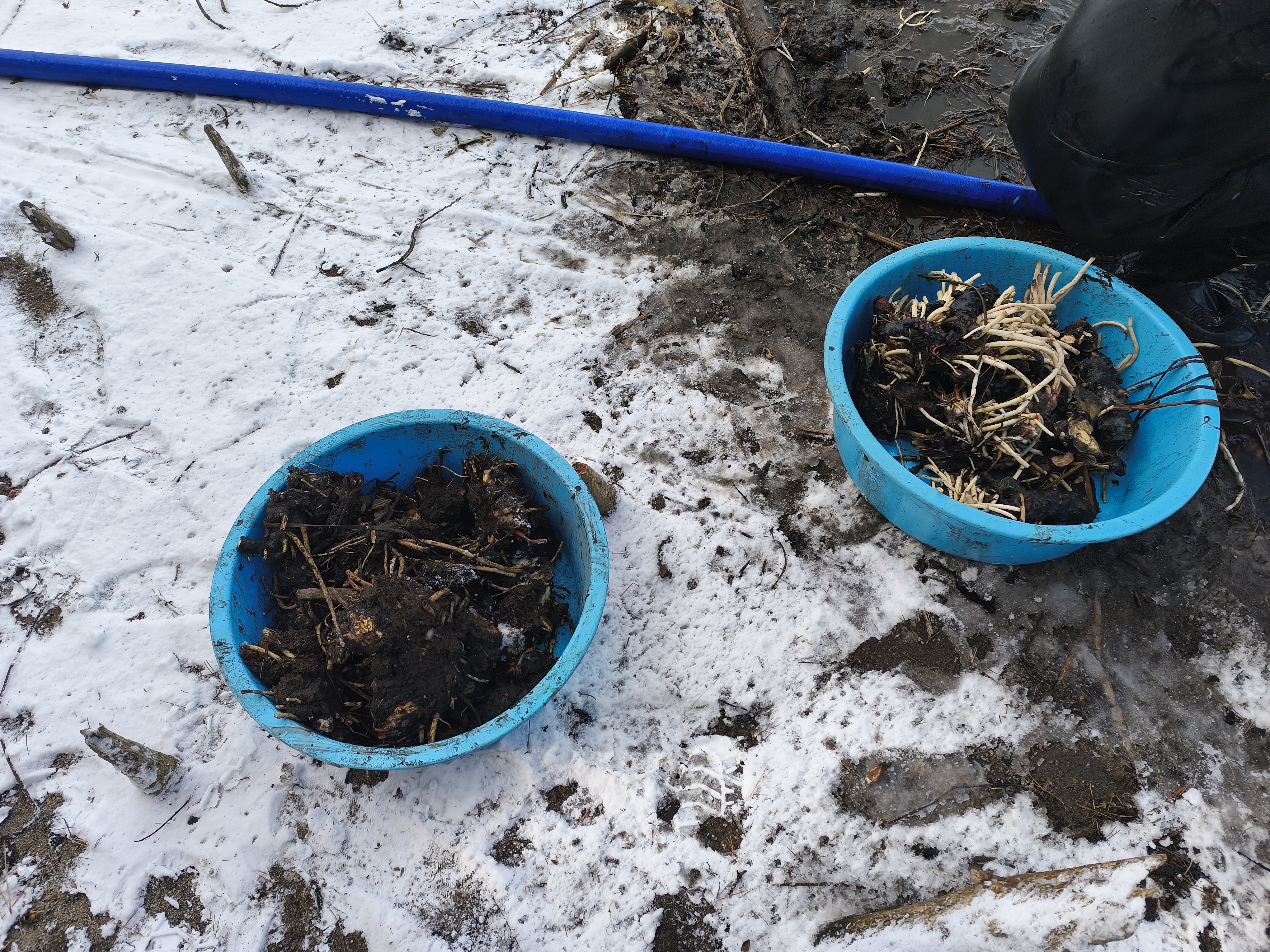 スイレン駆除(3)