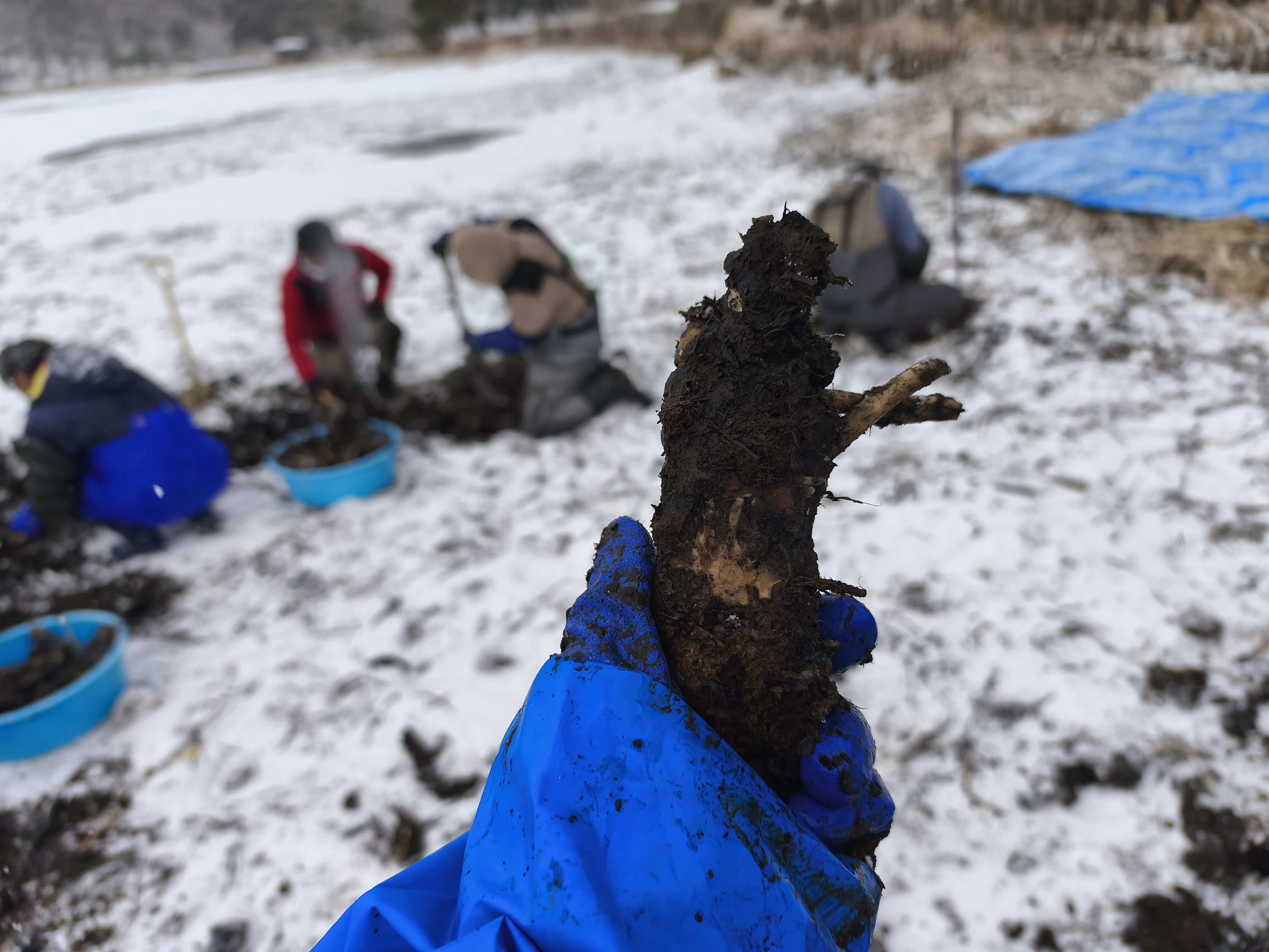 スイレン駆除(2)