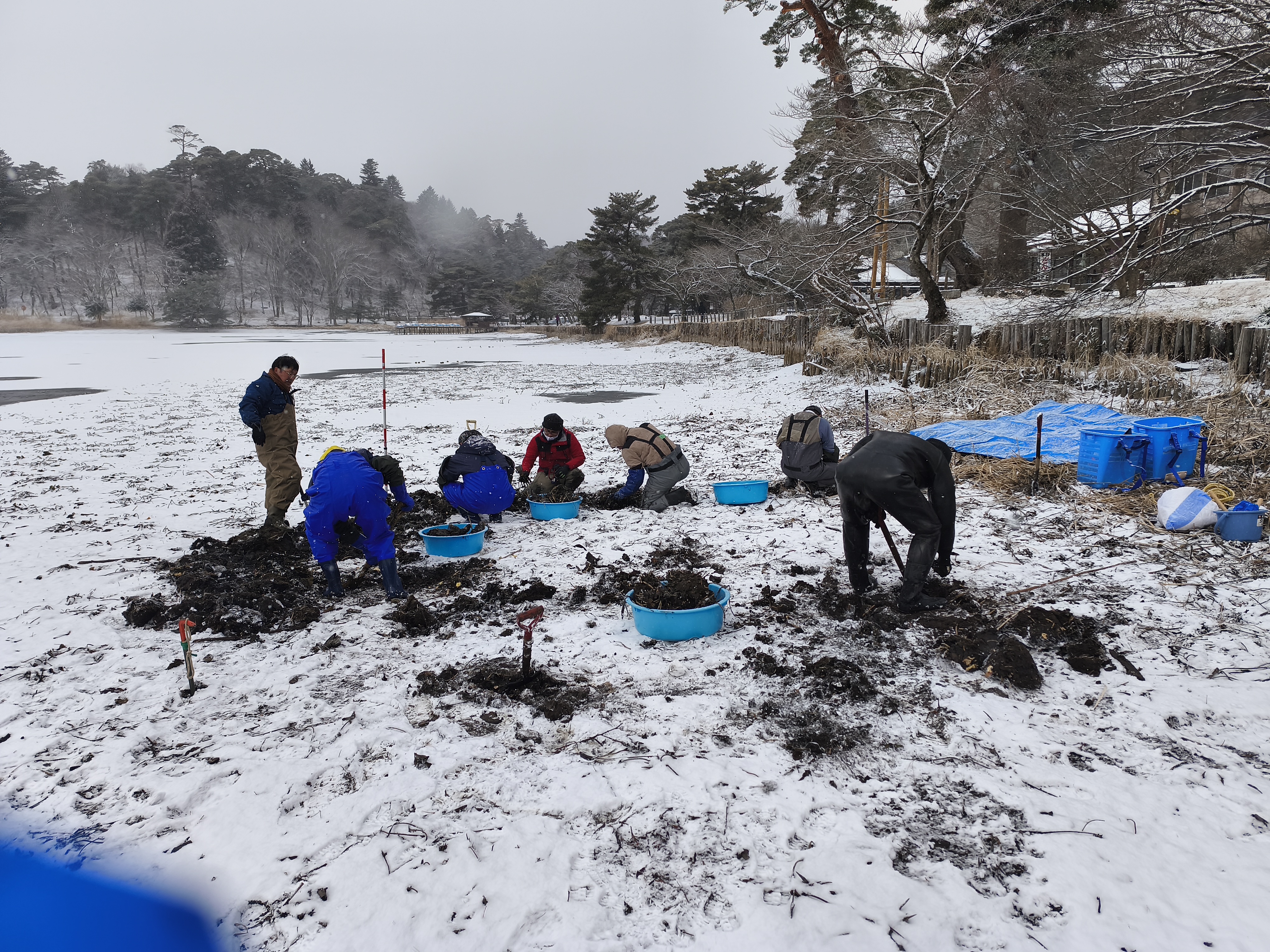 スイレン駆除(1)