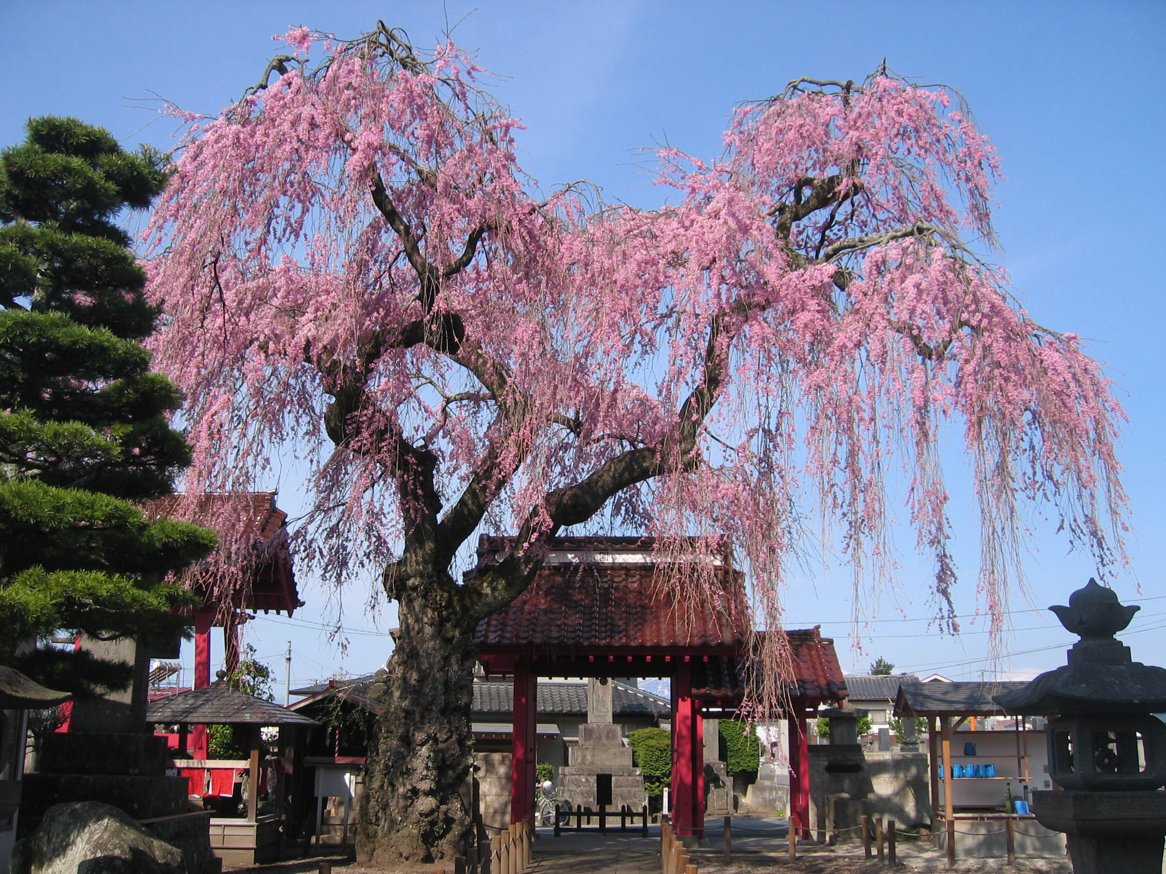 施設：妙関寺の乙姫桜