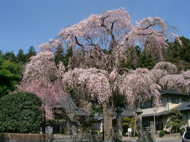 施設：聯芳寺のしだれ桜